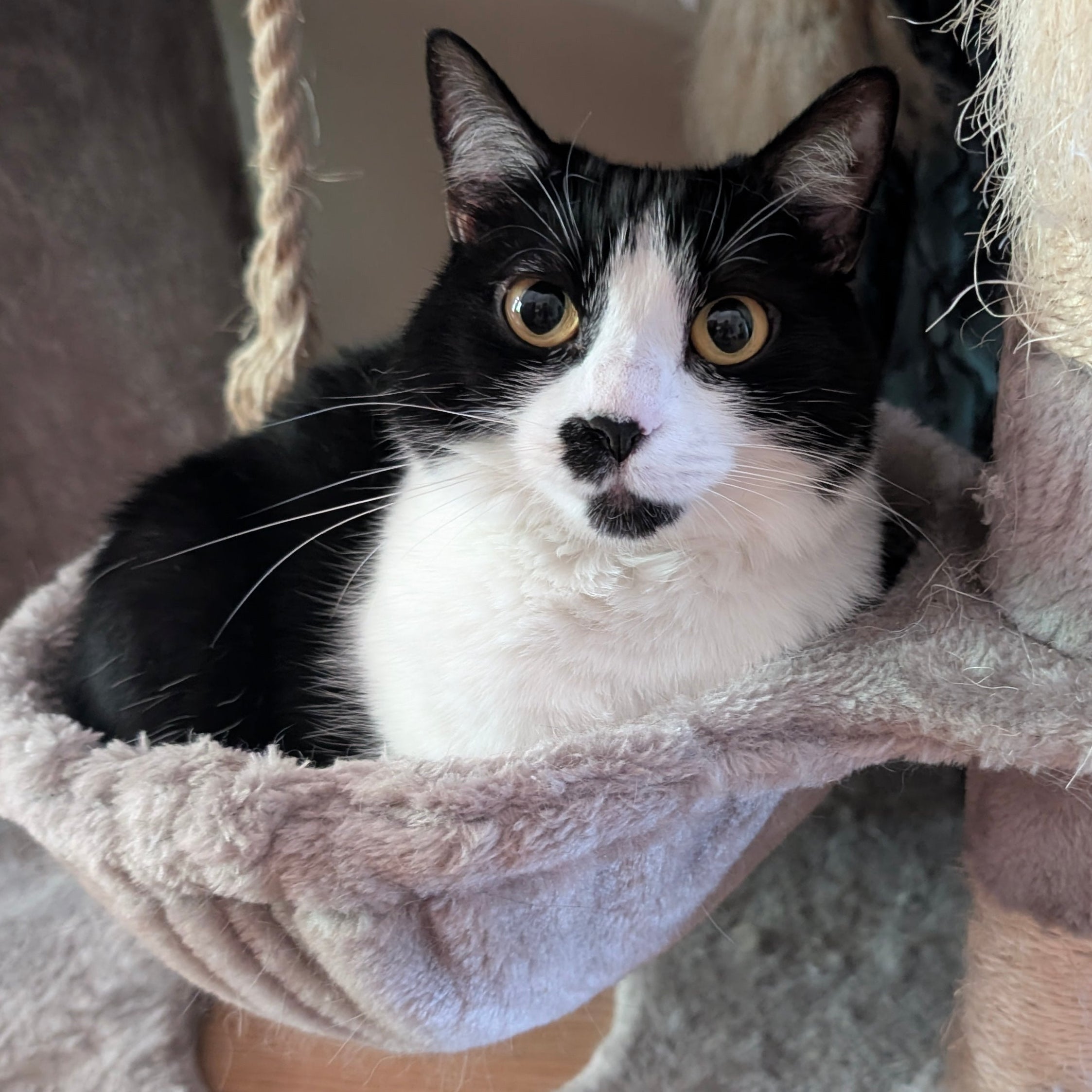Black and white cat sitting in a cat tree nest
