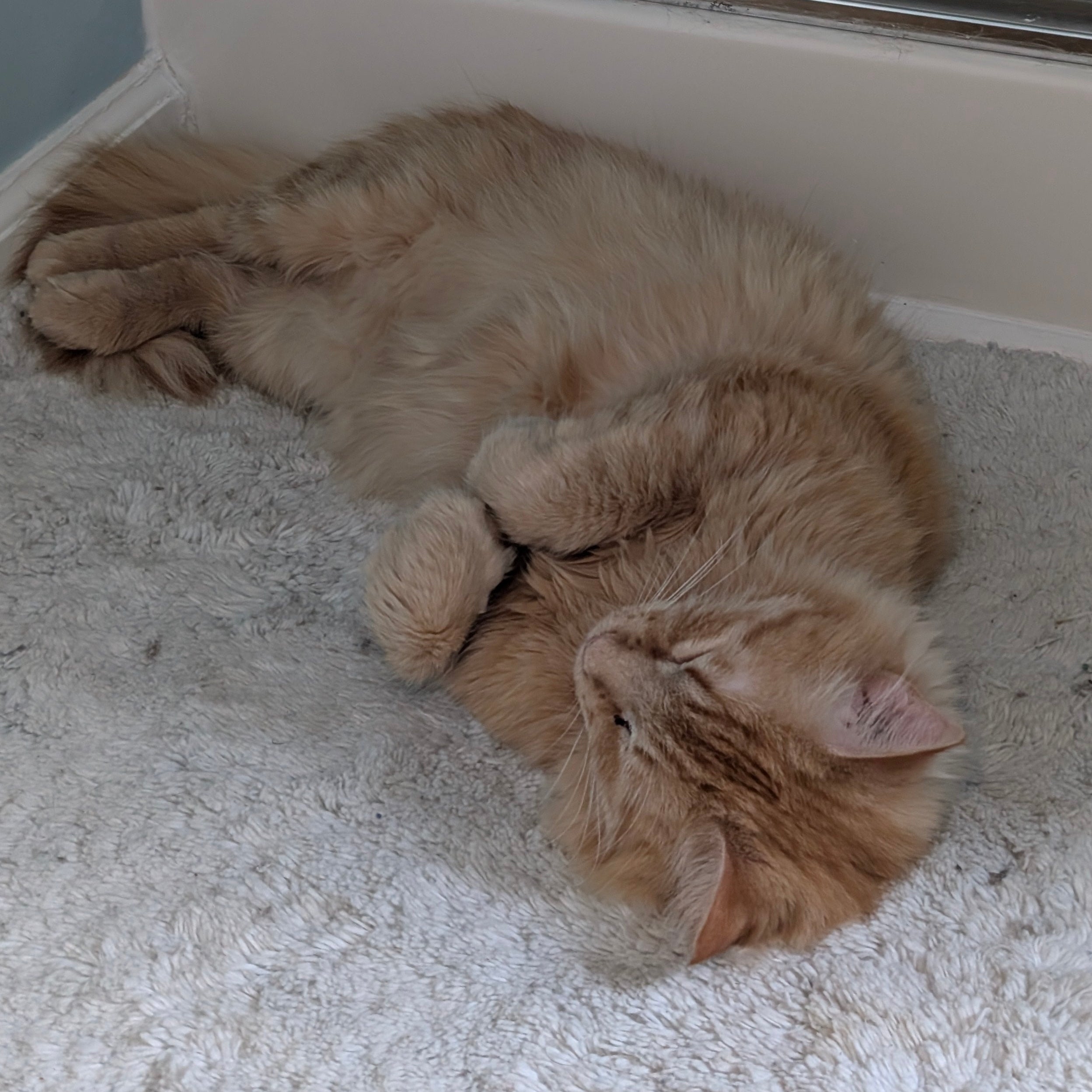 Orange cat lying on its back on a carpeted floor.