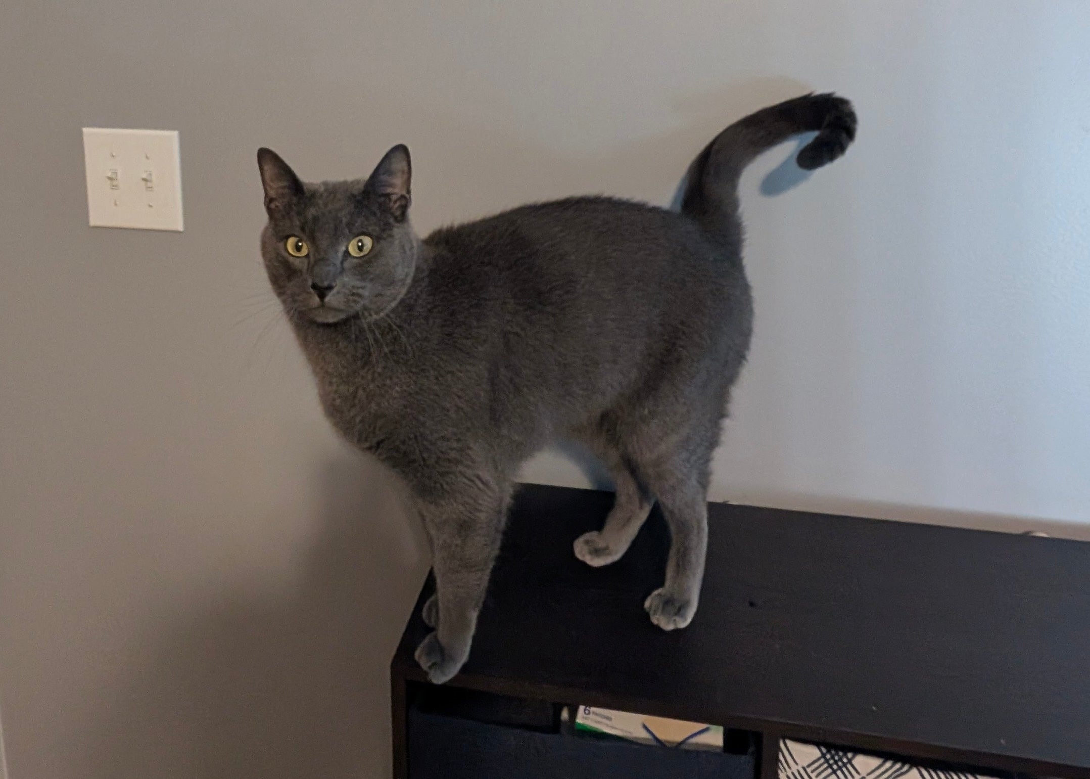 Gray cat standing on a black shelf with a gray wall