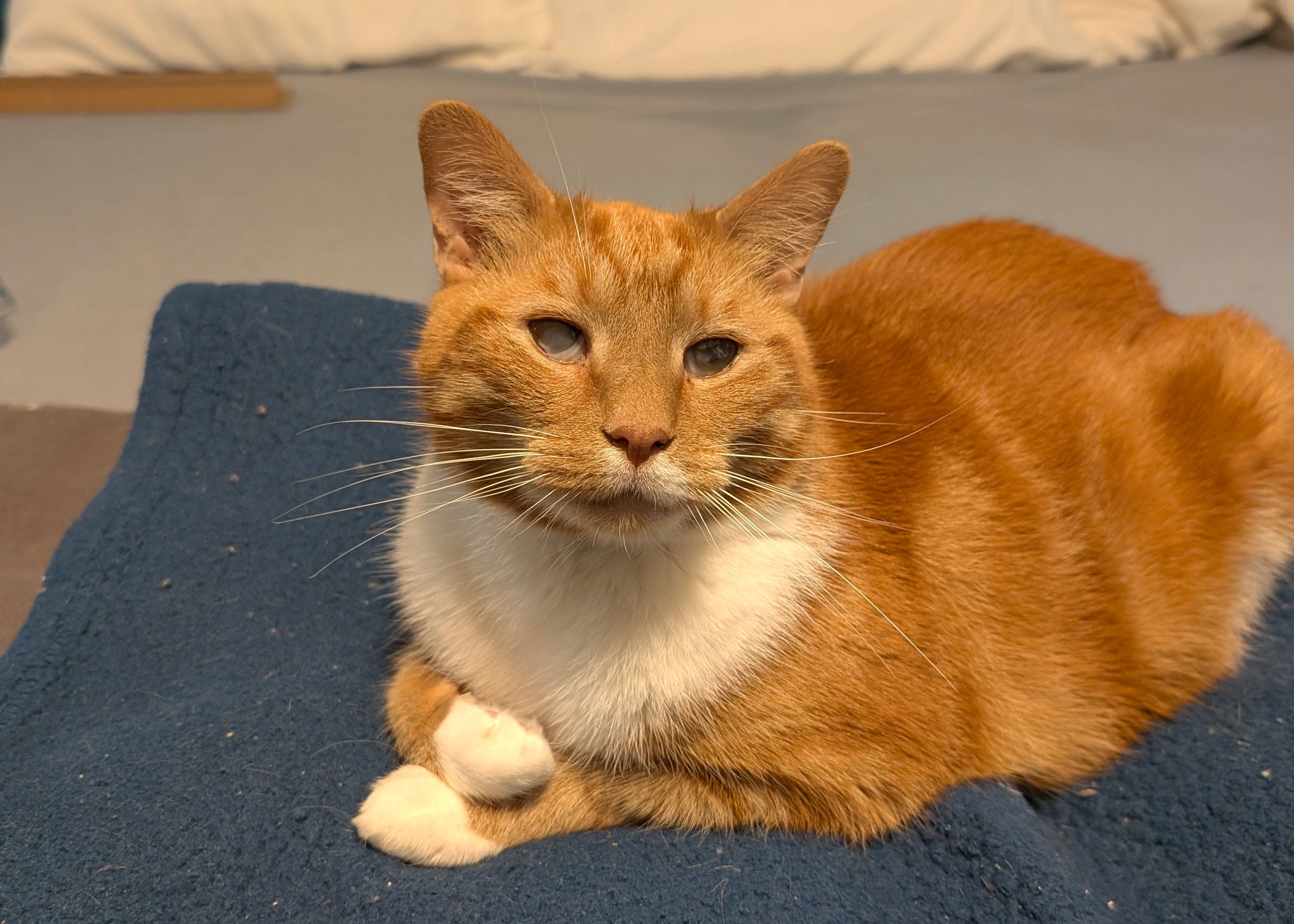 Orange and white cat sitting on a blue blanket.