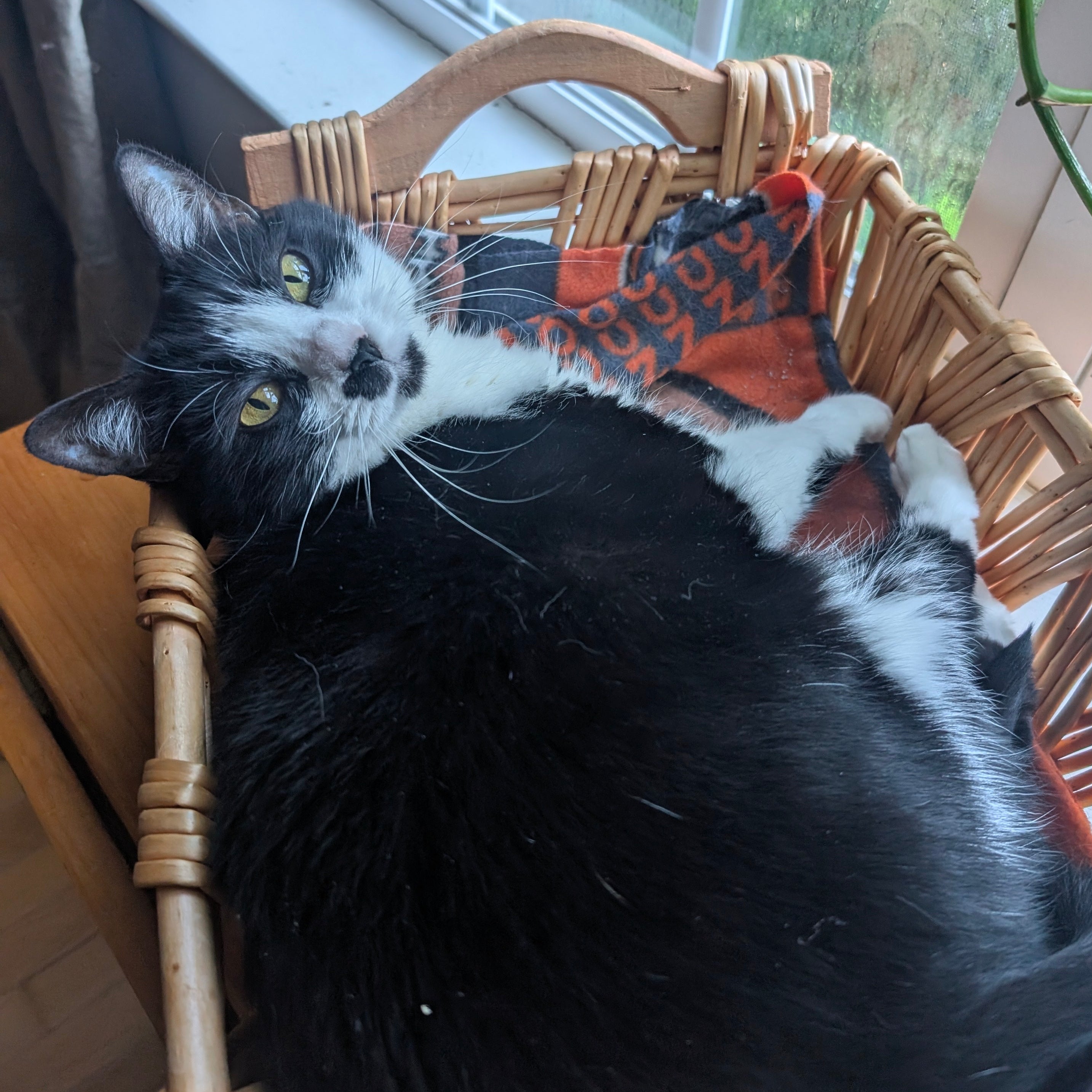 Black and white cat lying inside a wicker chair by a window.