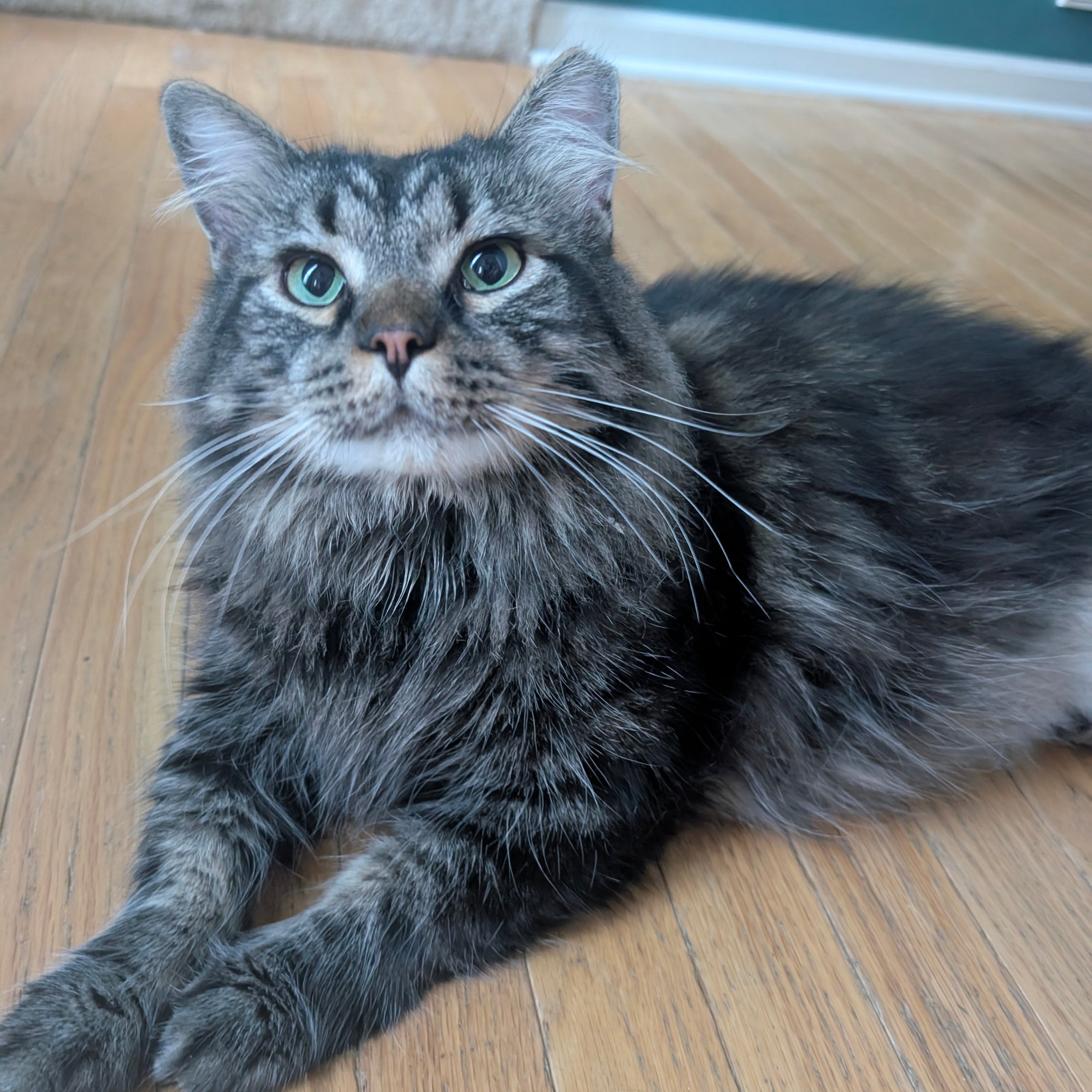Close up of a long haired gray tabby laying on wood floor.