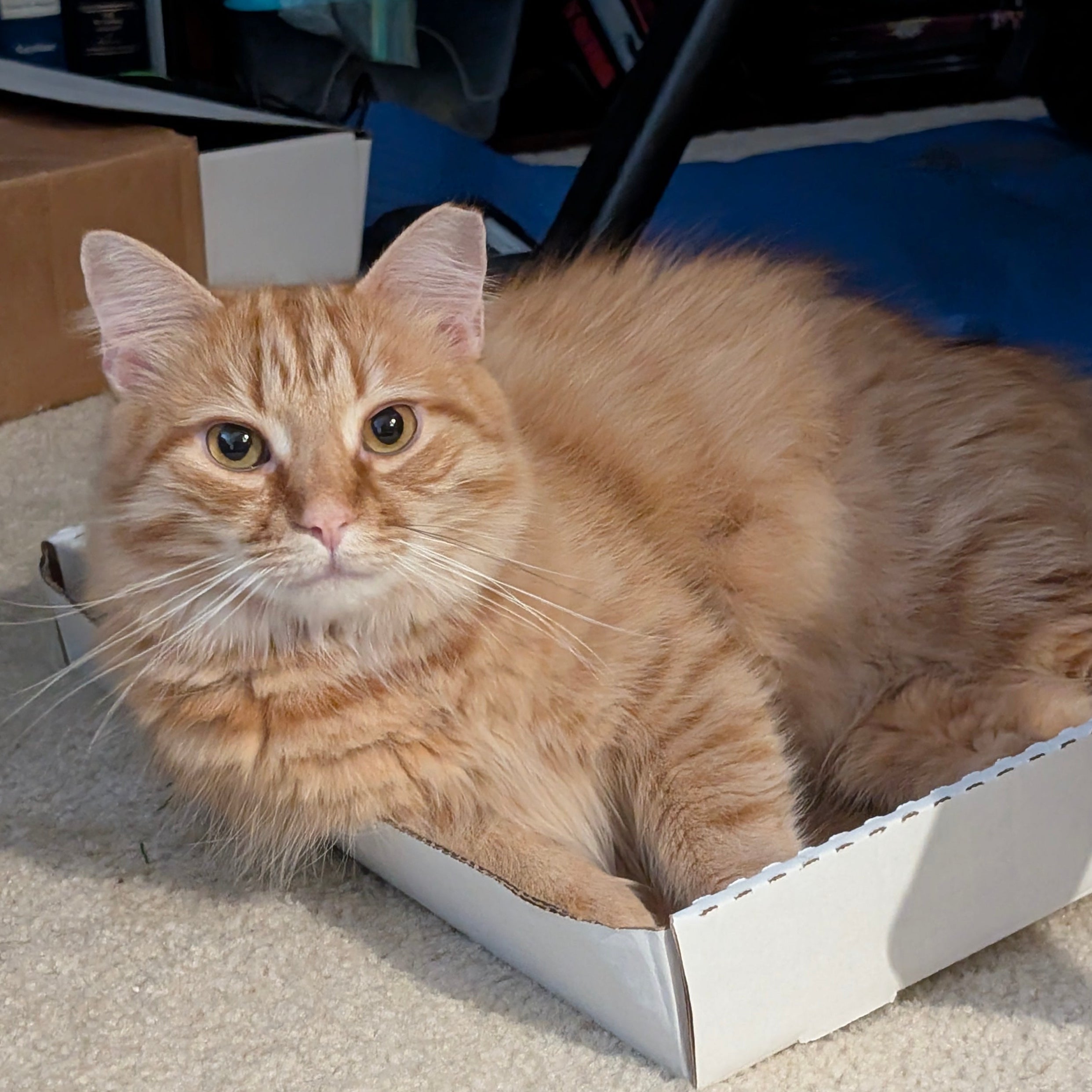Orange tabby cat sitting inside a cardboard box on a carpeted floor.