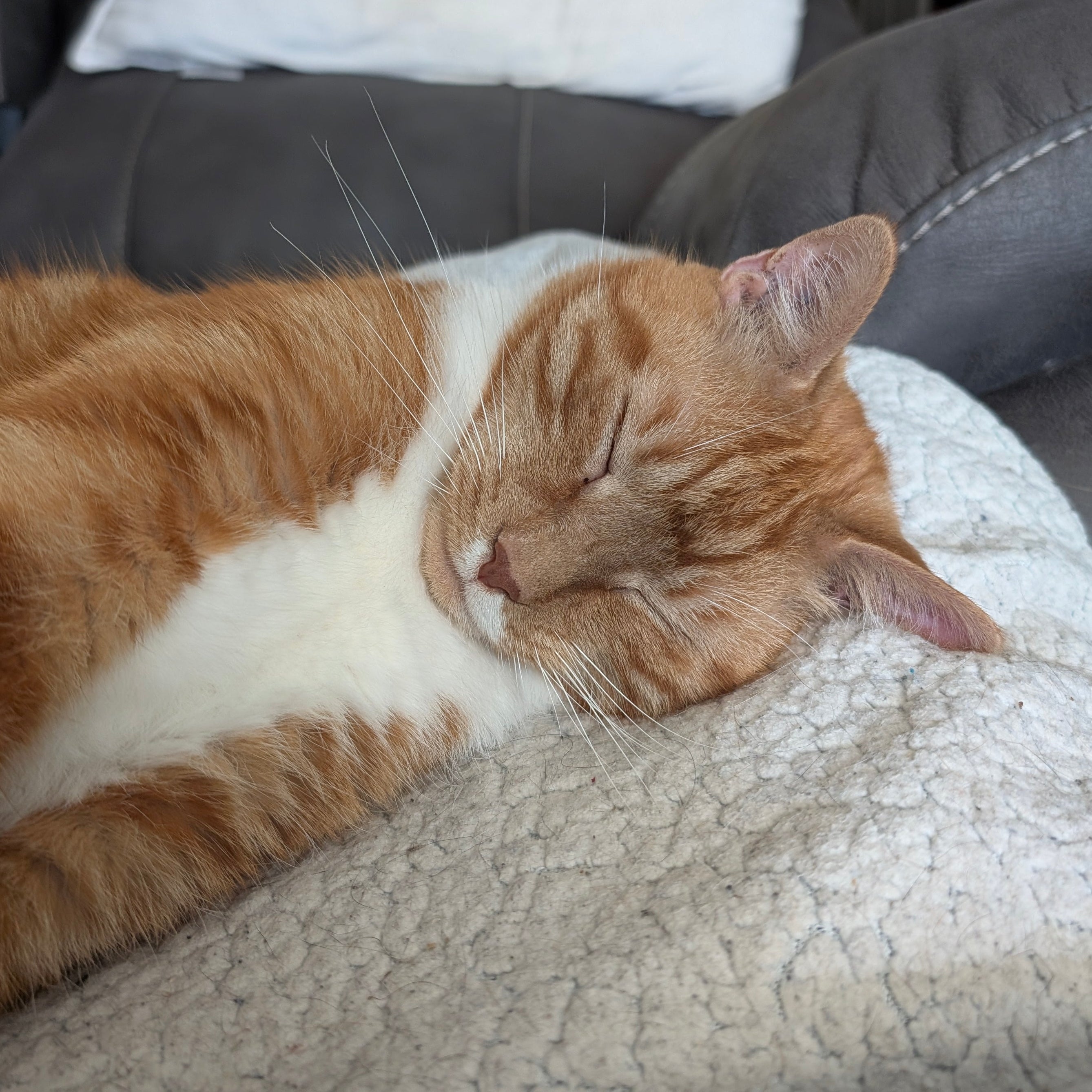 Orange and white cat sleeping on a blanket with a blurred background