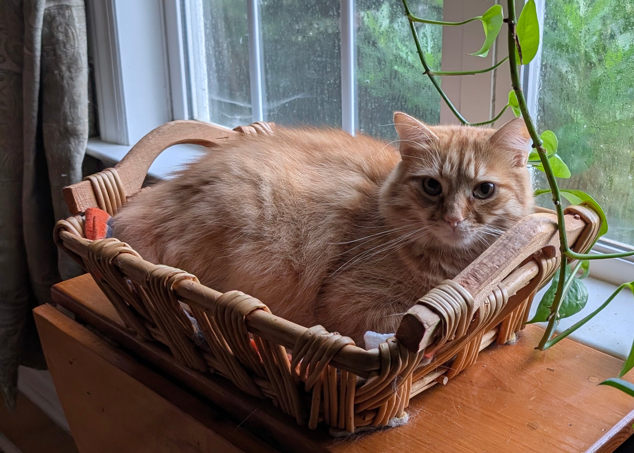Cat lying in a woven basket on a windowsill with plants around