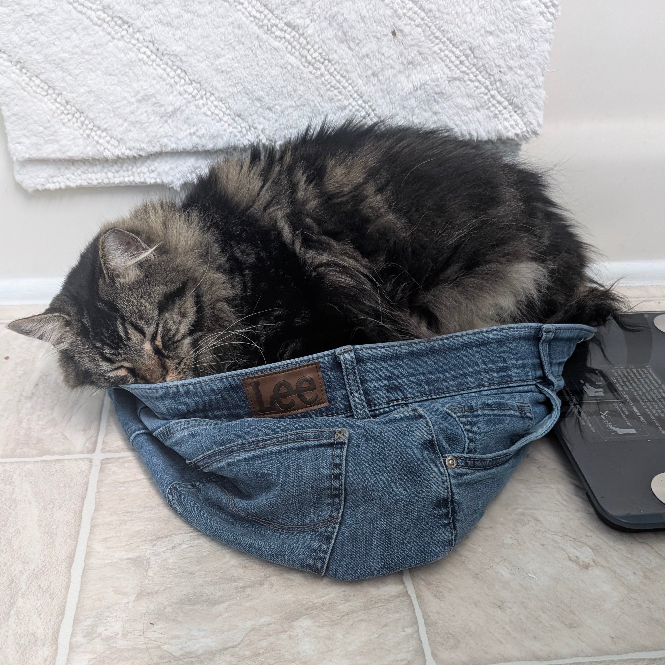 Cat sleeping inside a pair of blue jeans