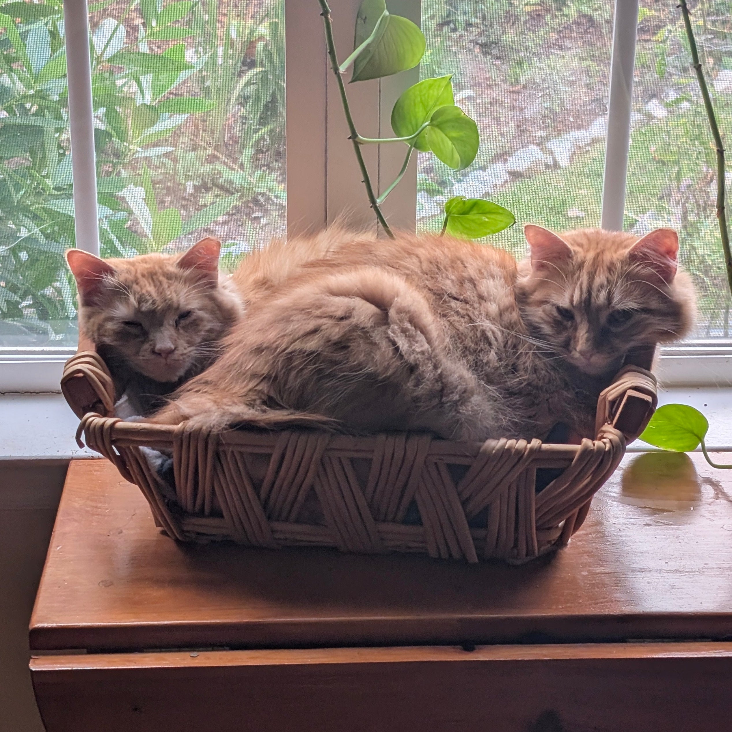 Two cats sitting in a woven basket on a windowsill with greenery outside.