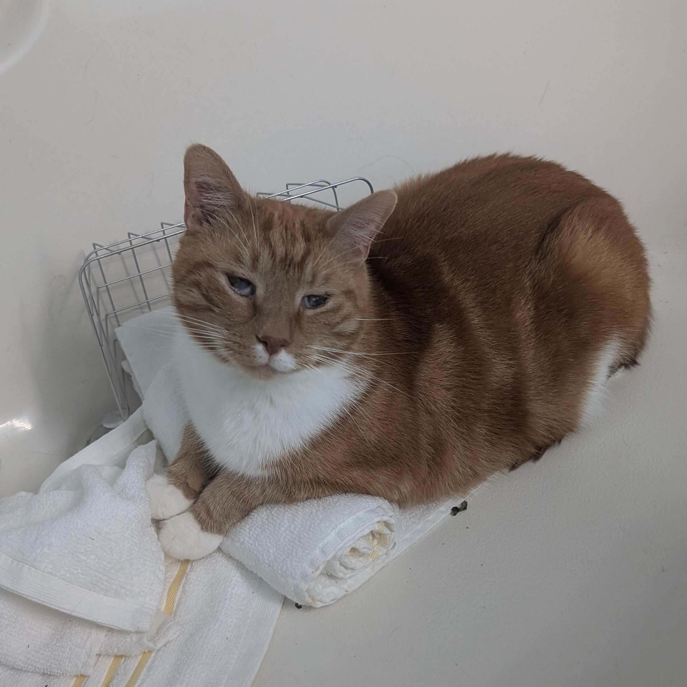 Orange cat sitting on a white bathtub with a towel and basket