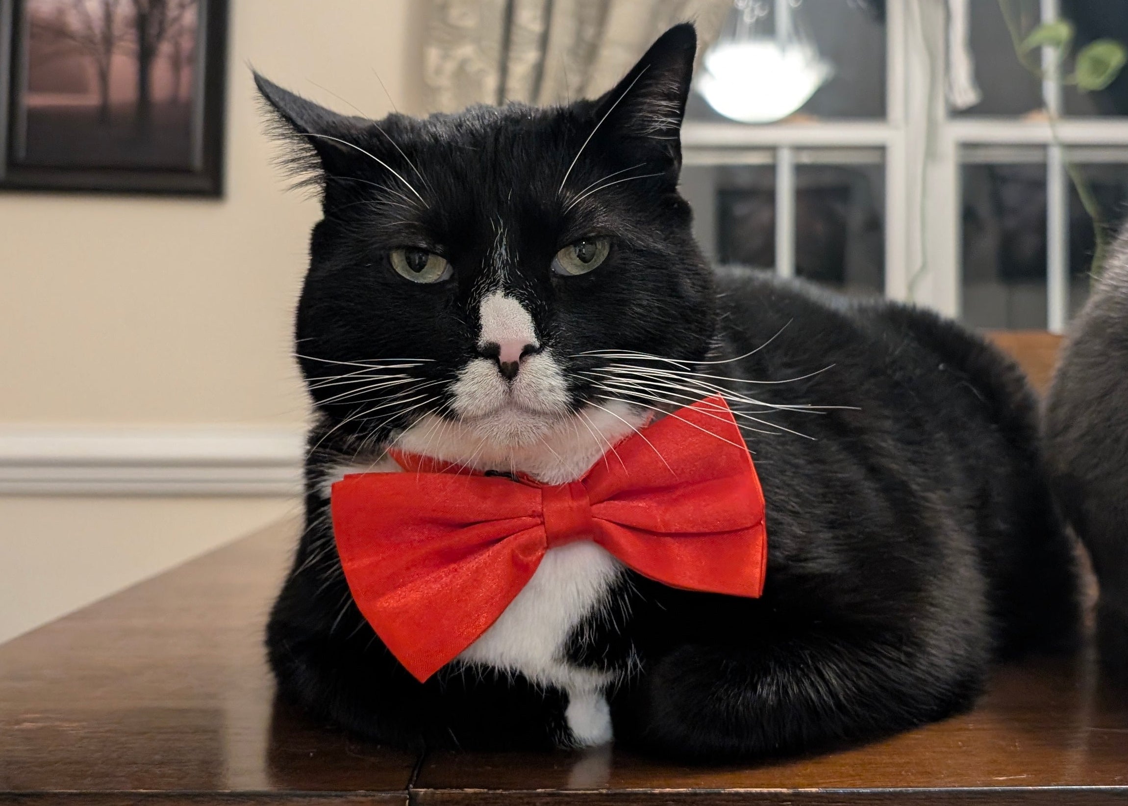 Black and white cat wearing a red bow tie sitting on a wooden surface