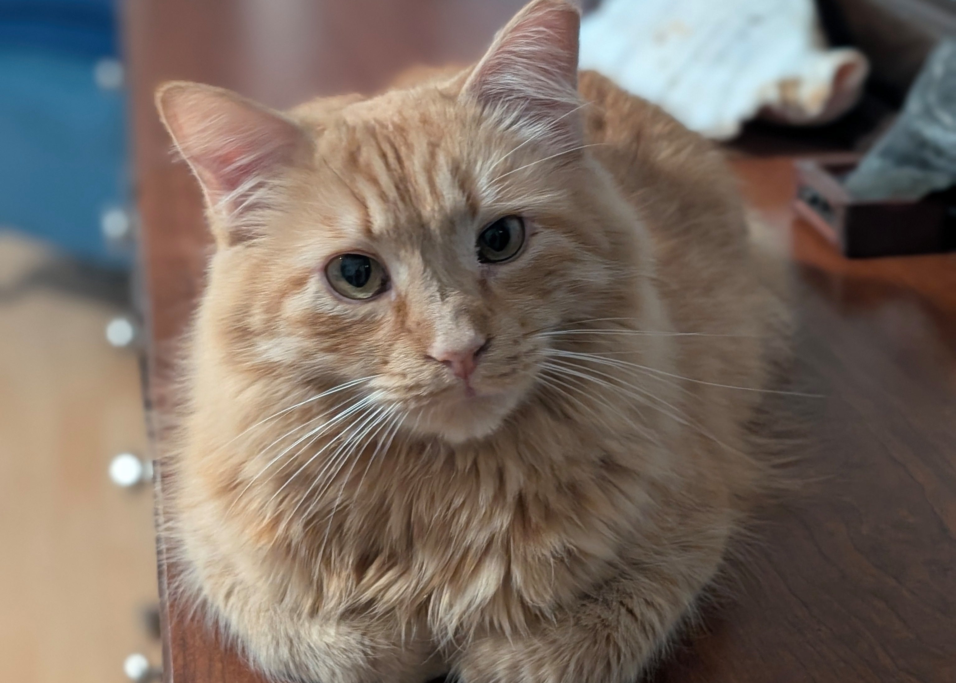Orange cat sitting on a wooden table indoors