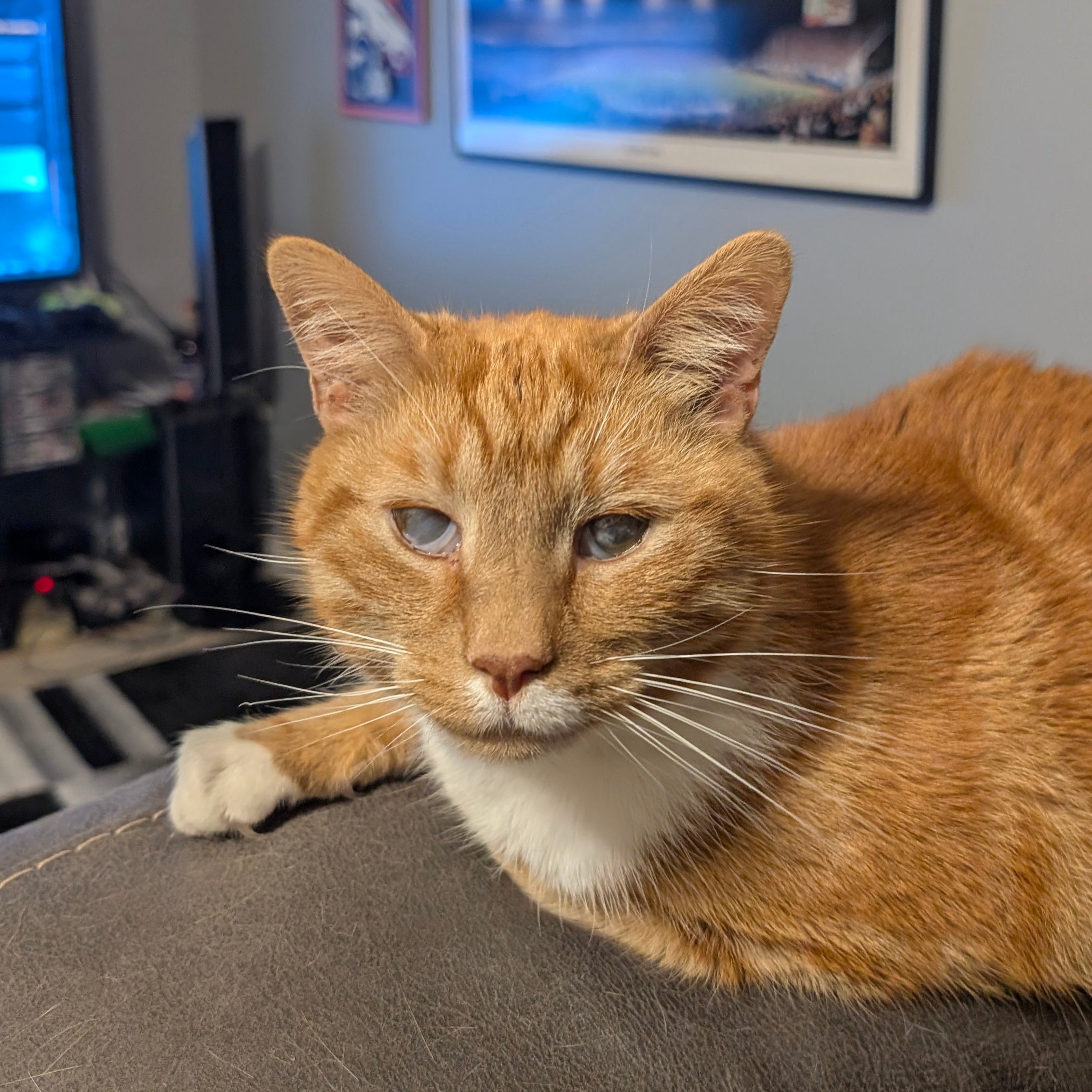 Orange cat sitting on a couch in a room with framed pictures on the wall.
