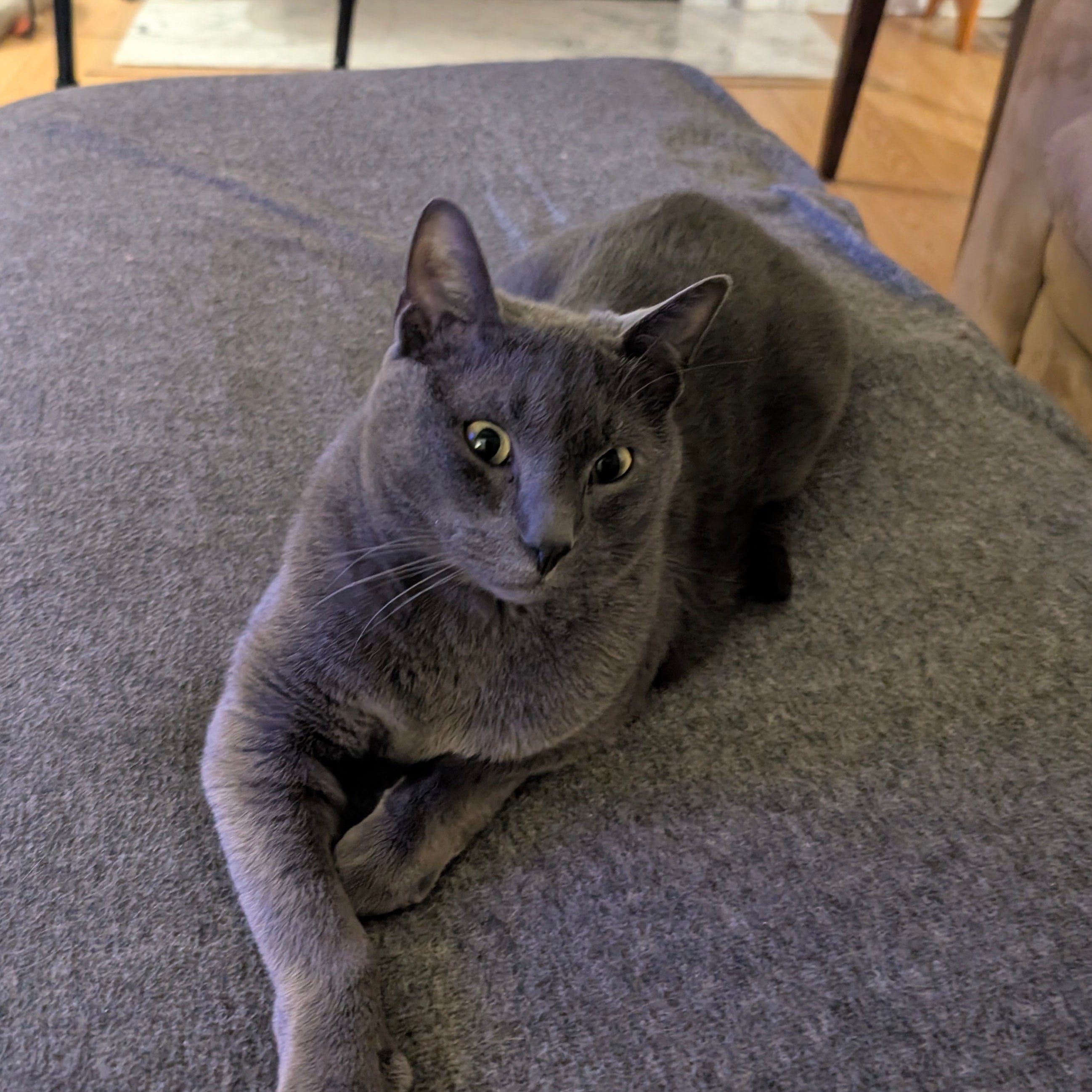 Gray cat sitting on a gray ottoman in a living room.