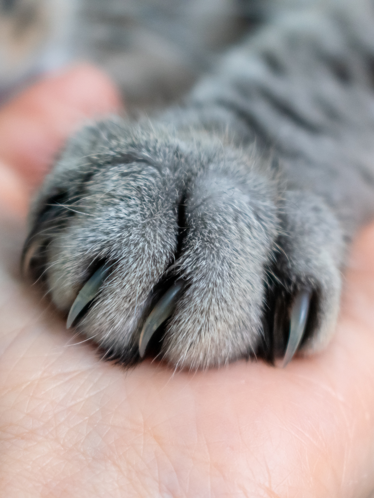 Close-up of a gray cat's paw on a person's hand