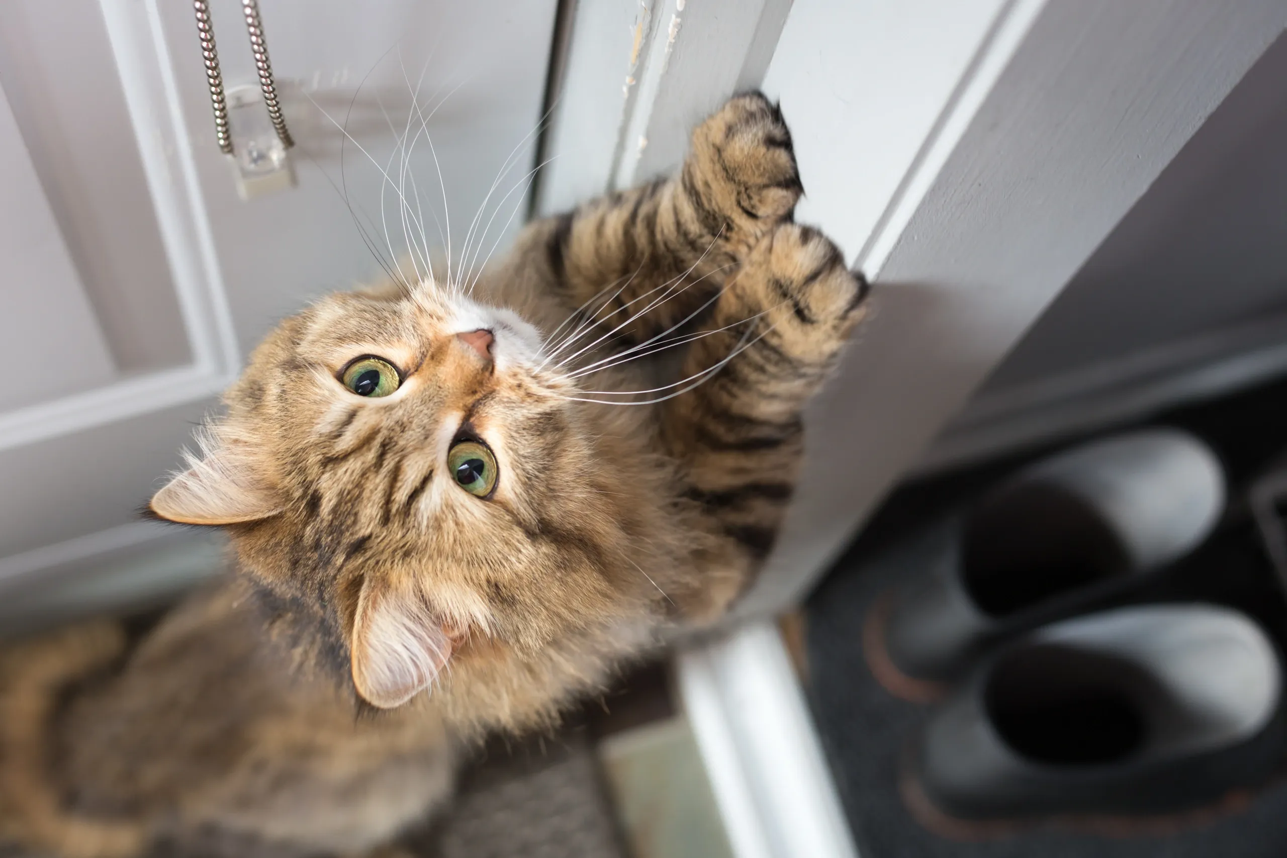 Cat stretching up a door frame 