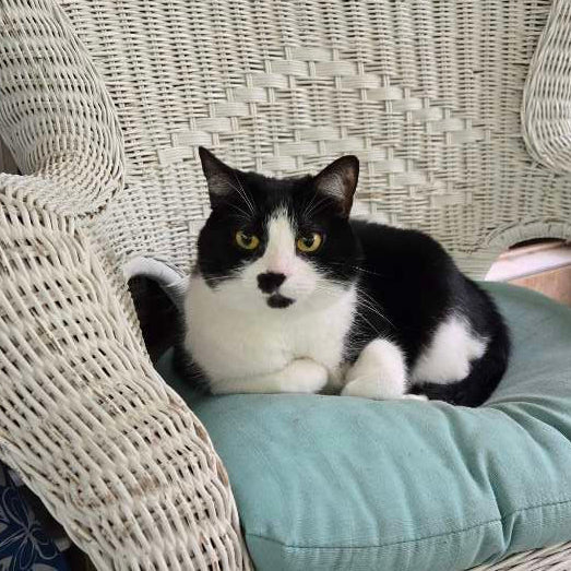 A black and white cat laying on a wicker chair with a teal cushion.