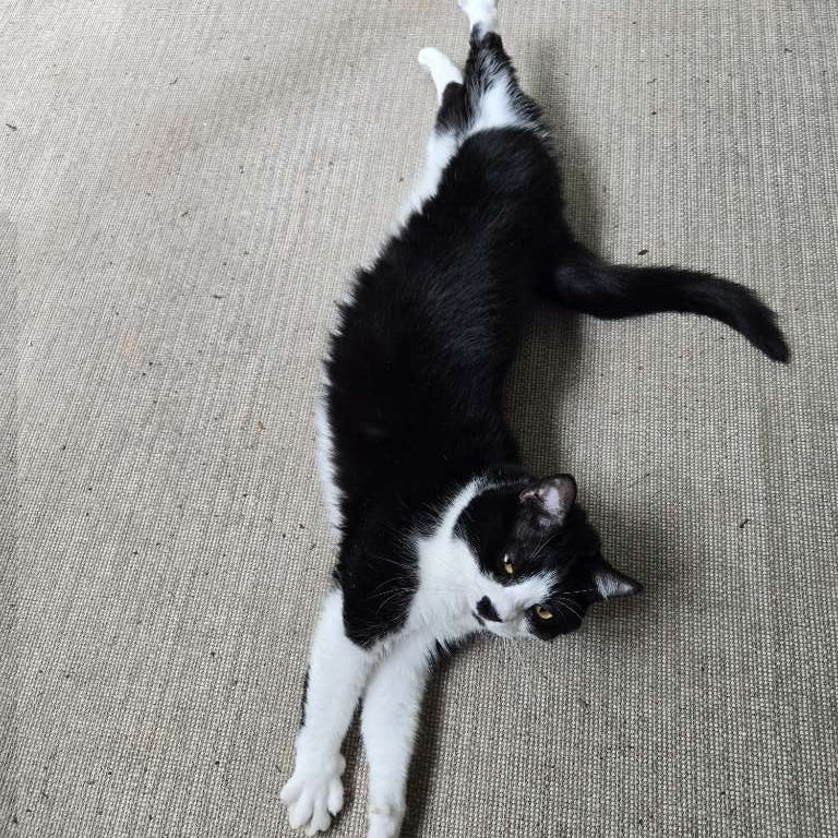 Black and white cat stretched out on its side on a beige carpet