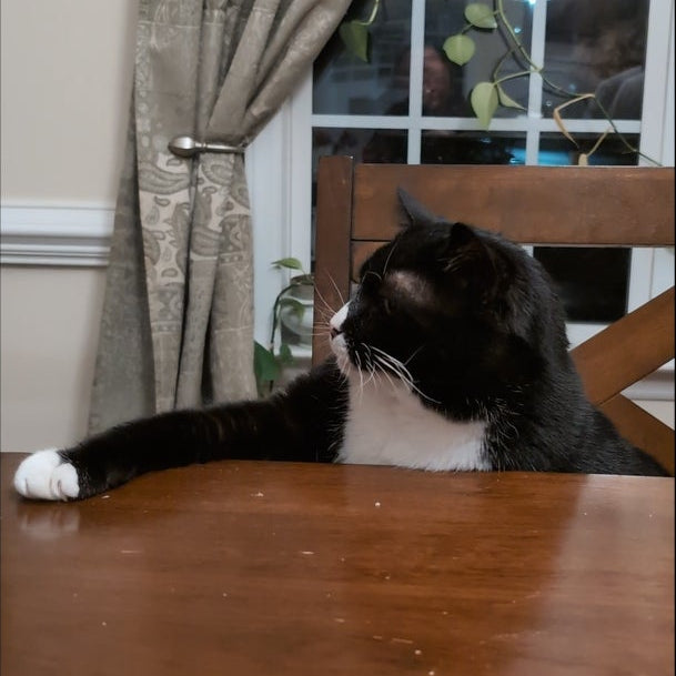 Cat sitting on a wooden table with a window and curtains in the background