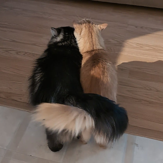 Two cats walking side by side on a wooden floor