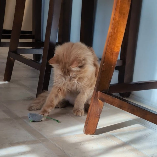 Cat playing with a toy on floor with chairs in the background