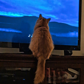 Cat standing on a wooden cabinet watching a television screen displaying a mountain scene.