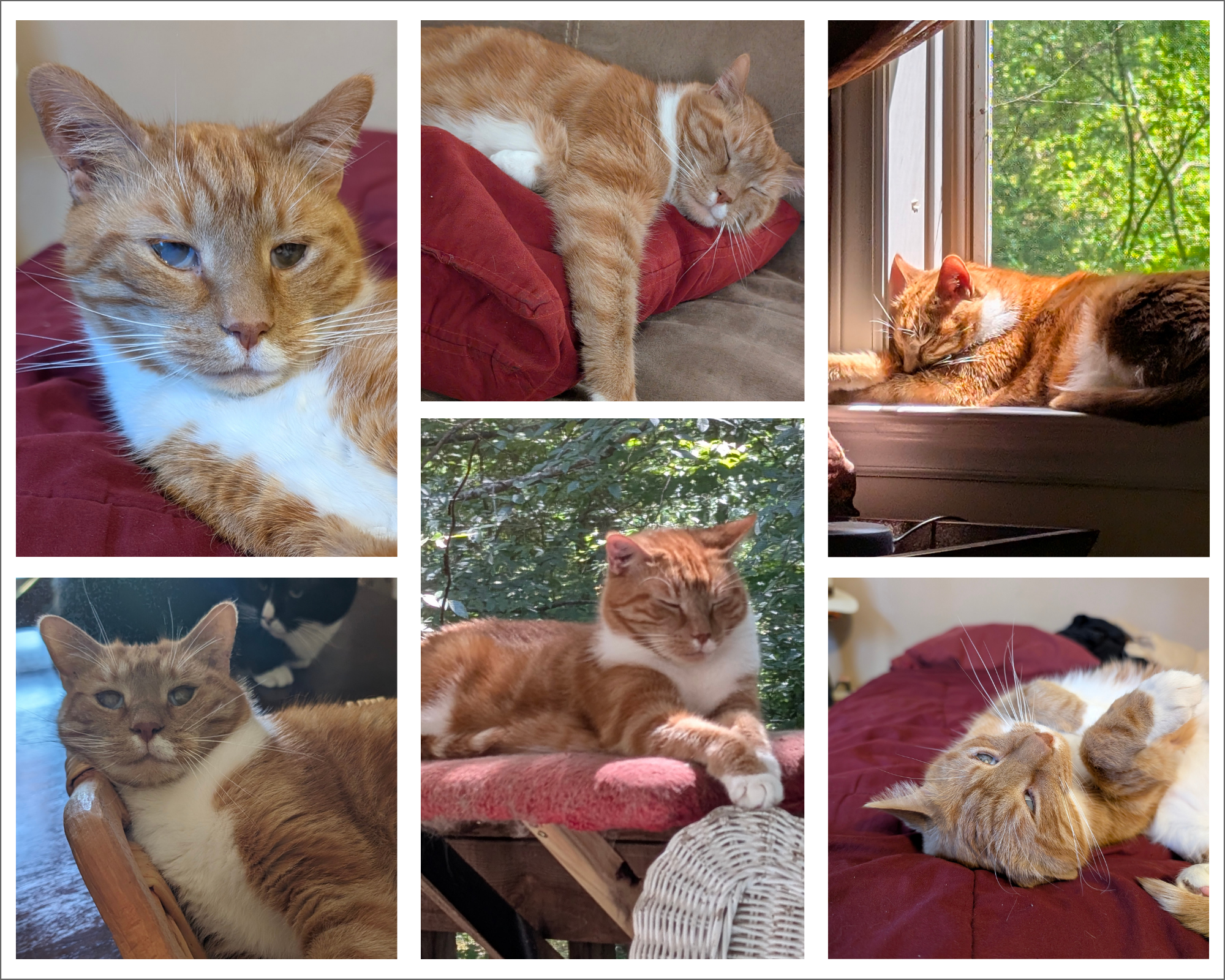 Collage of photos of an orange cat.