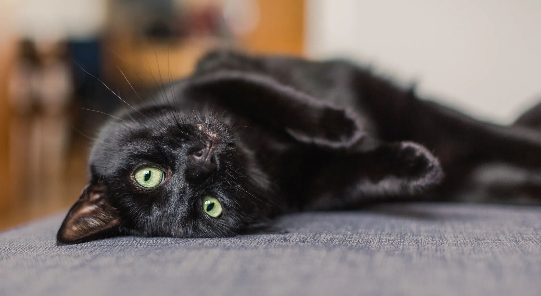 Black cat with green eyes lying on a blue fabric surface.