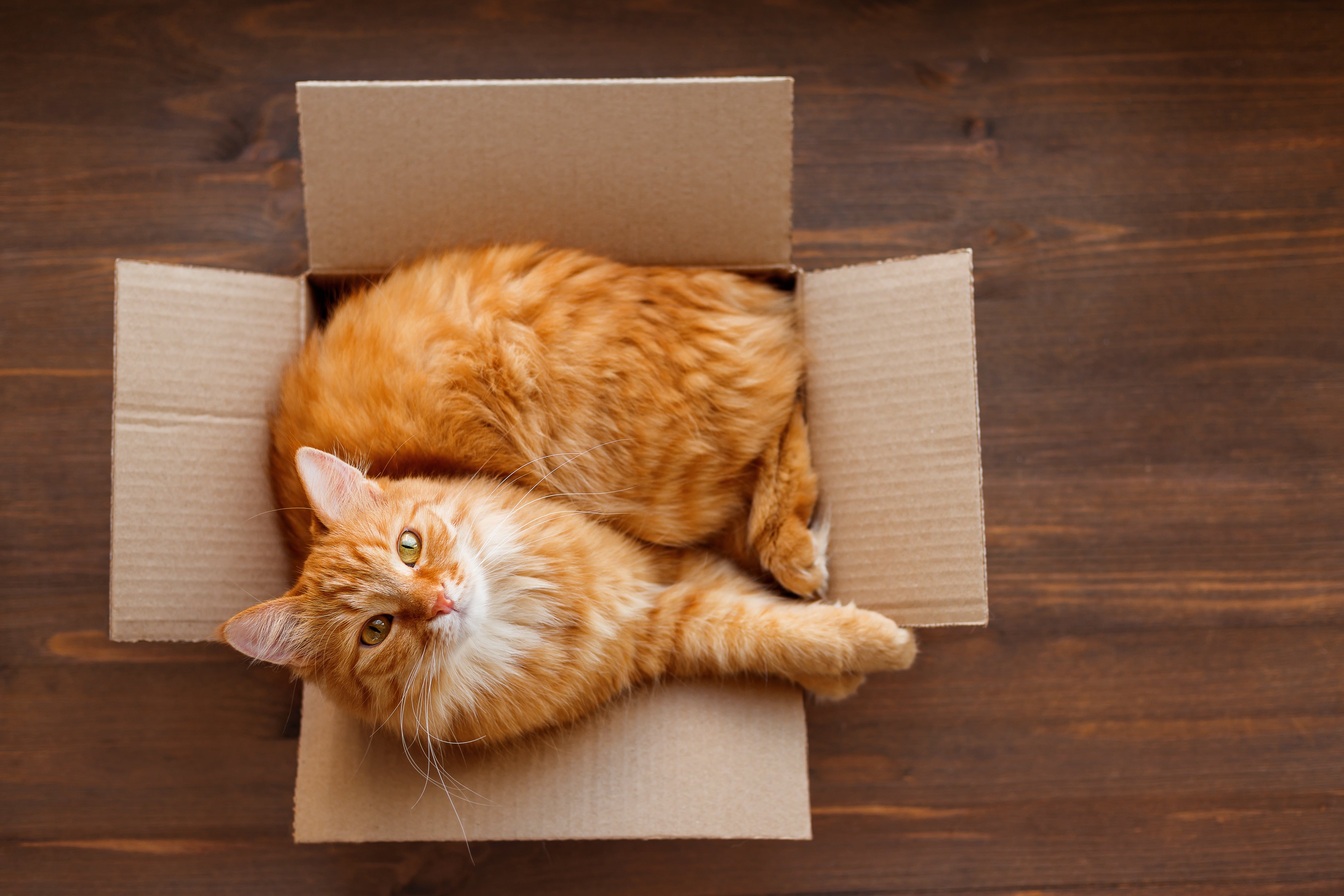 Orange cat laying inside a cardboard box