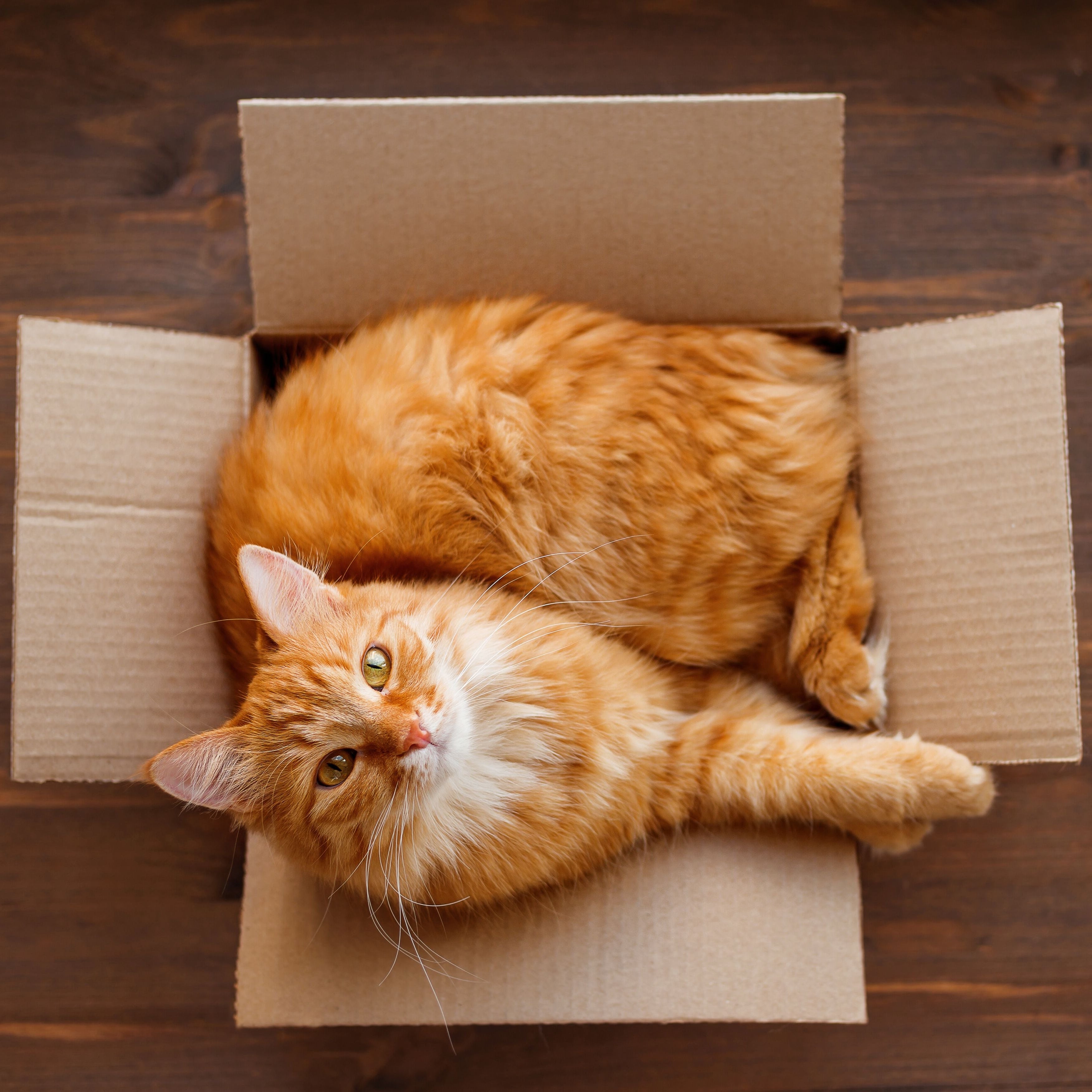 Orange cat inside open box