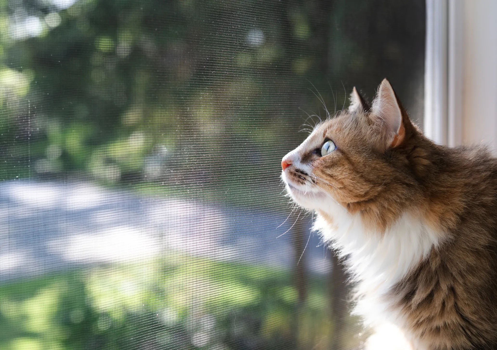 Cat looking out a window at a blurred outdoor scene