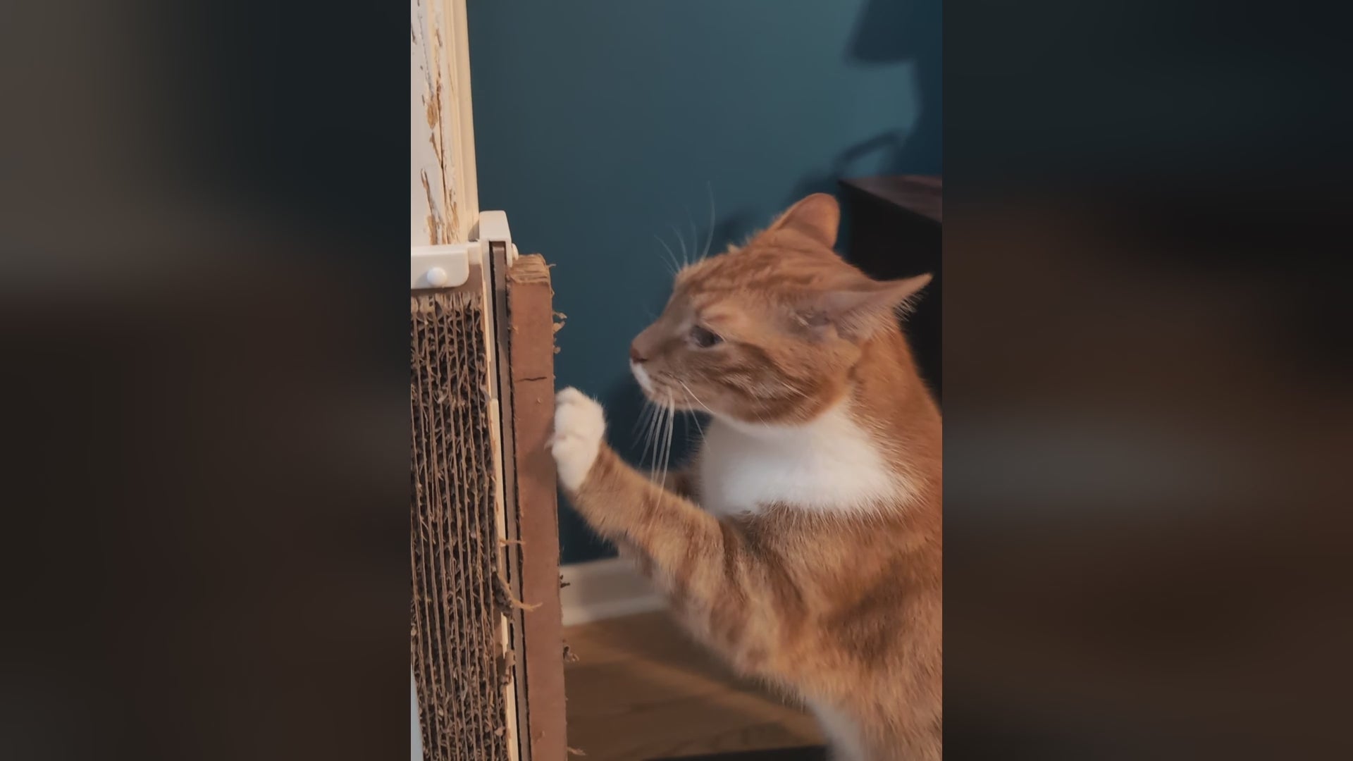 Video montage of cats using Jack's Scratcher installed on door frames
