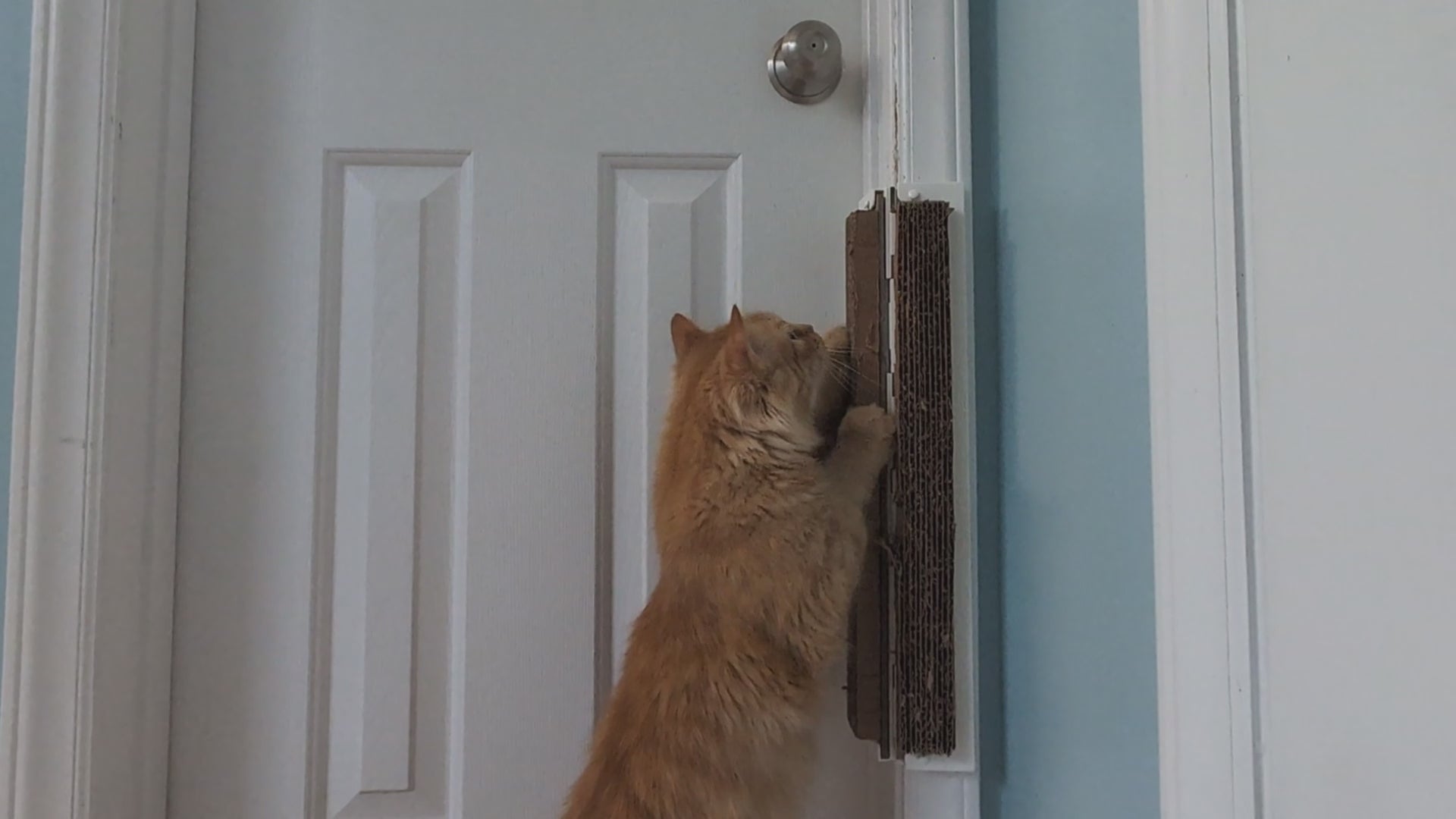 Video of montage of different cats using Jack's Scratcher installed on door frames. 
